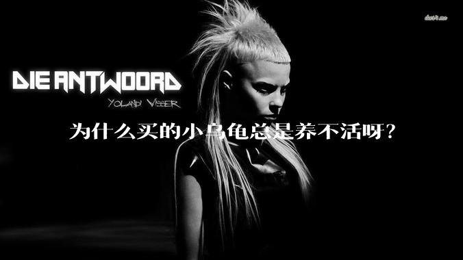 为什么买的小乌龟总是养不活呀？